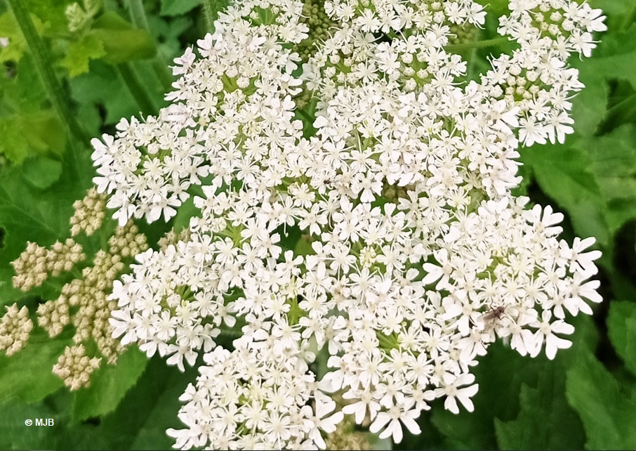 BerceCommuneFleur