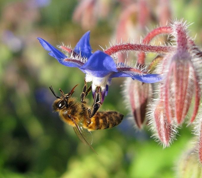 BourracheAbeille