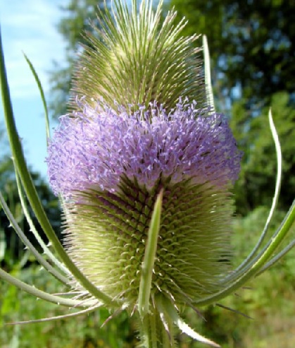 CardereFleur