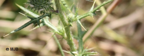 ChardonLanceoleTigeFeuille