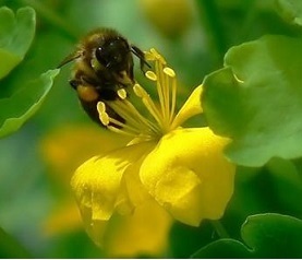 chelidoineabeille