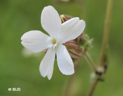 SileneBlancFleur