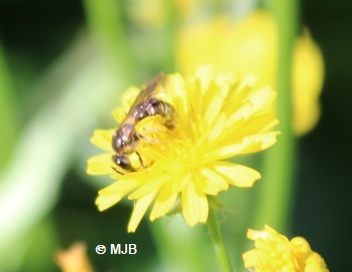CrepideHerisseeAbeille