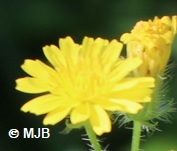 CrepideHerisseeFleur