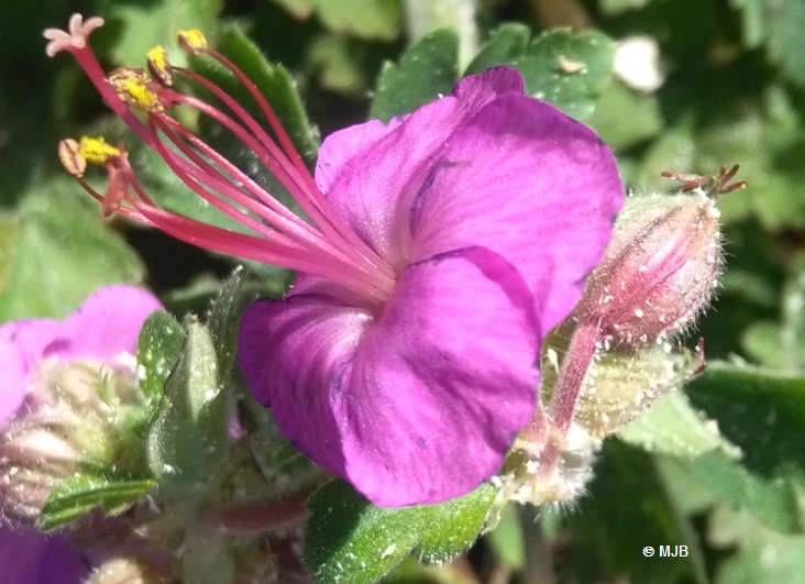 GeraniumGrosrhizomeFleur