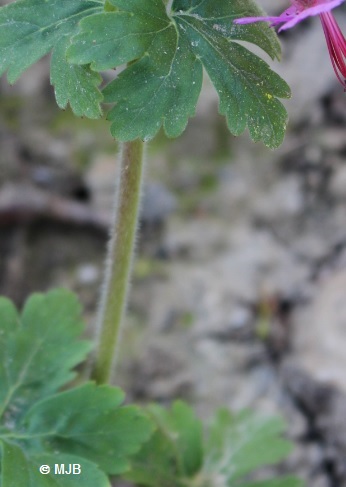 GeraniumGrosrhizomeTige