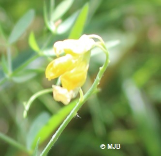 GesseDesPresFleurCanal