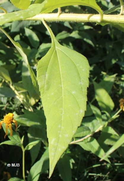 HelianthusFeuille