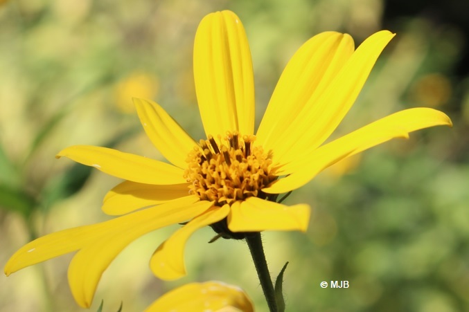 HelianthusFleur