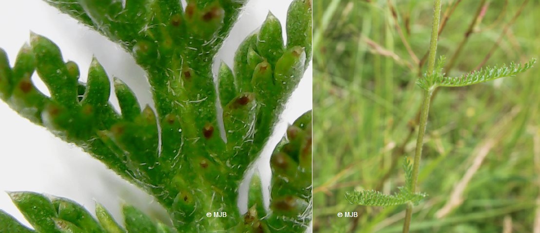 AchilleeFeuille