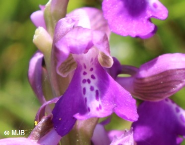 OrchisBouffonFleur