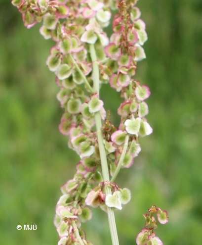 OseillesauvageFleur