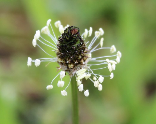 PlantainFleur46