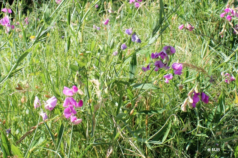 PoisDeSenteurChamps
