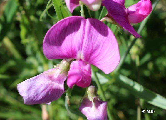 PoisDeSenteurFleur