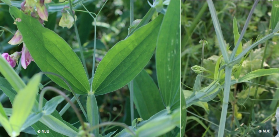 PoisDeSenteurTigeFeuilles
