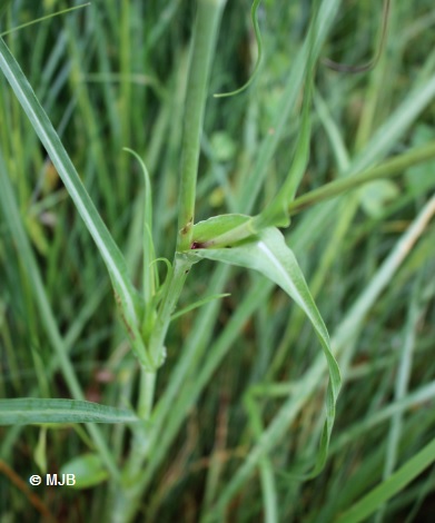 SalsifisDesPresFeuille