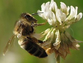 abeille Trefle blanc