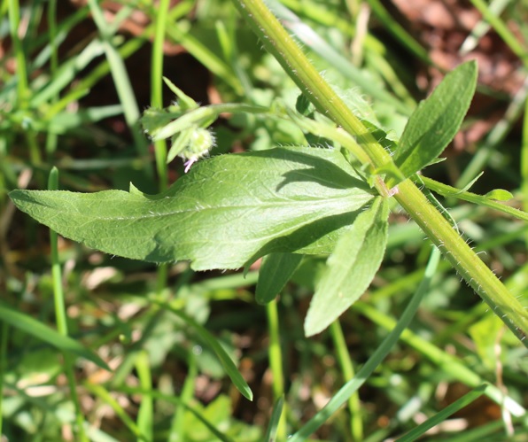 VergeretteFeuille