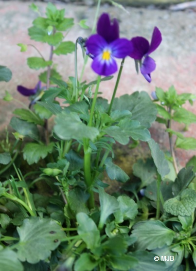 violette