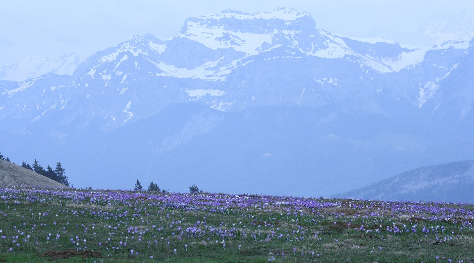 SemnozCrocus2018