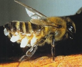Abeille Cire