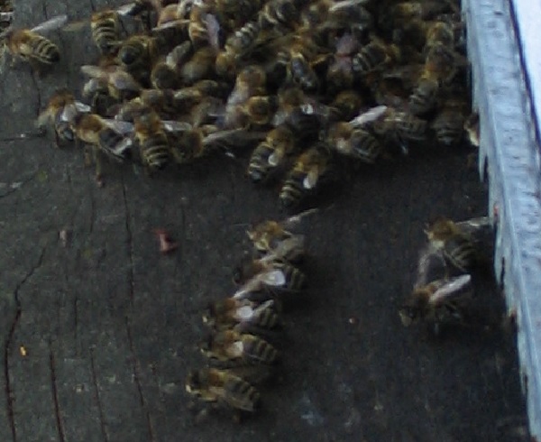 Abeille Gardienne