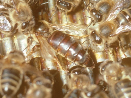 Abeille Reine