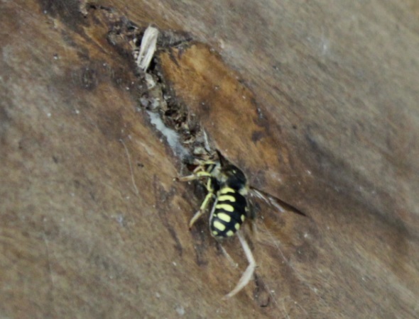 abeillecotonnierenid