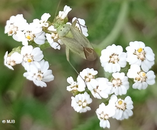 Adelphocoris