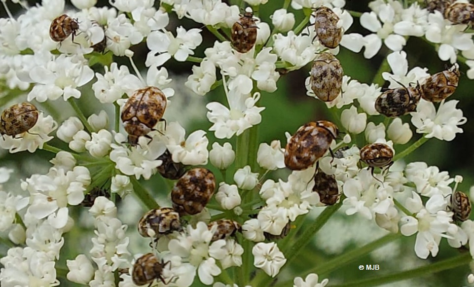 AnthreneBouillonBlanc