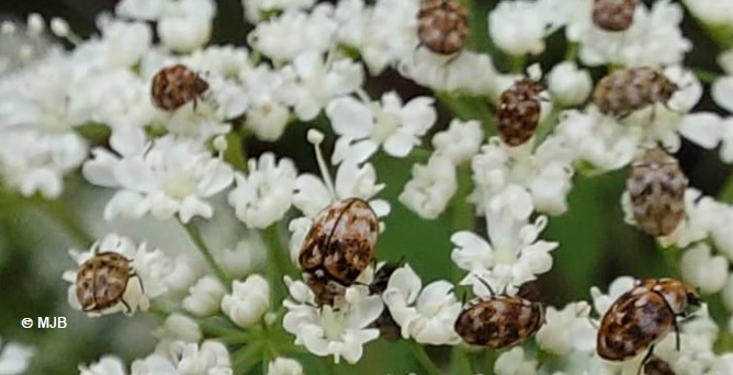 AnthreneDuBouillonBlanc