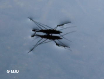 AraigneeEau
