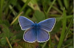 ArgusBleuMale