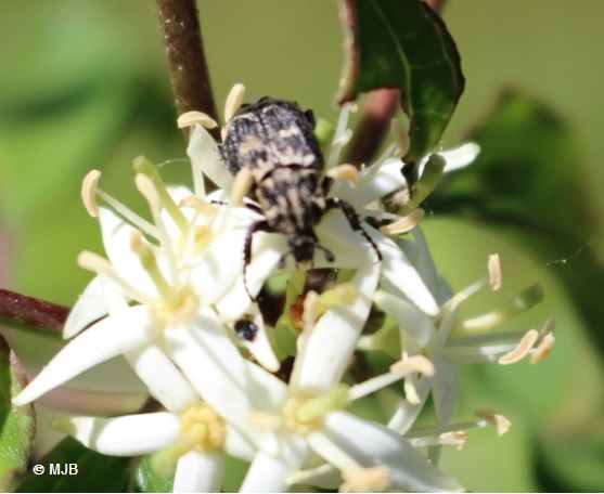 CetoinePunaiseDessus