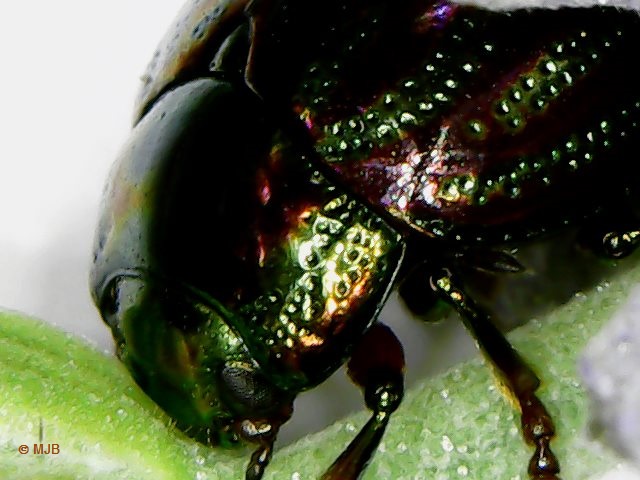 ChrysomeleAmericaineTete