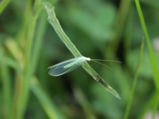 chrysopecommune