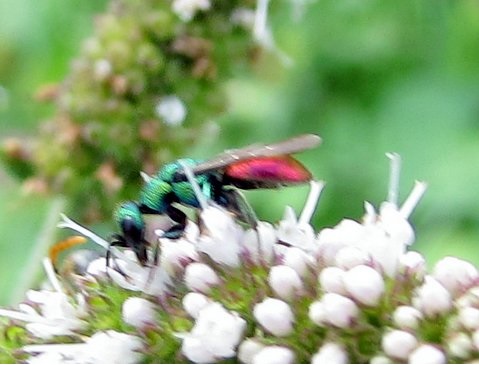 chrysura