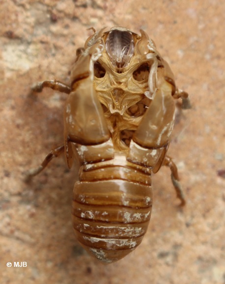 CigaleMueVueDessus