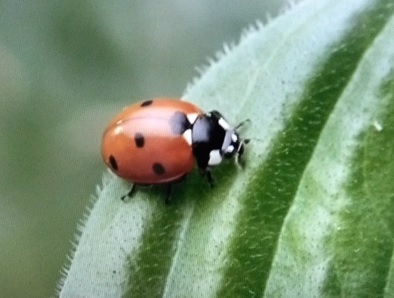 Coccinelle