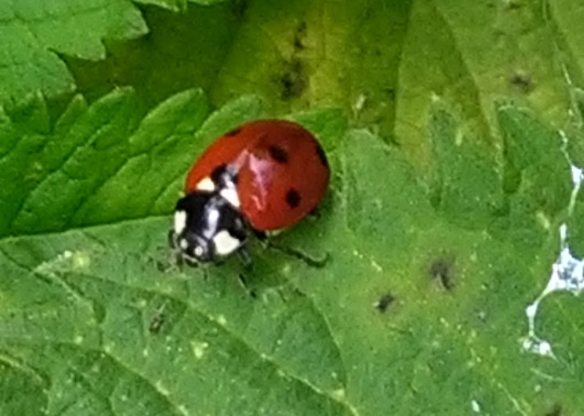 Coccinelle46
