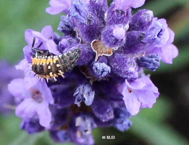 CoccinelleLarve2019