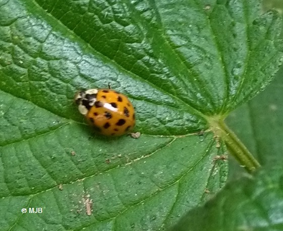CoccinelleAsiatique