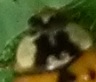 CoccinelleAsiatiquePronotum