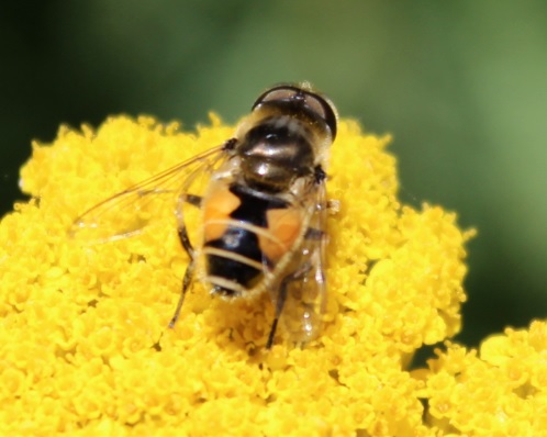 EristaleArbustesAchilee