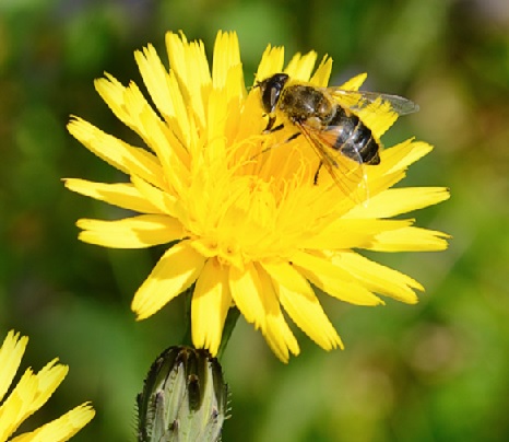 EristalearbustePissenlit