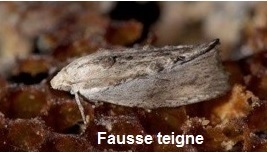 fausseteigne