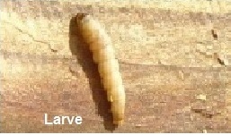 fausseteigneLarve