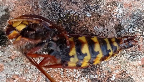FrelonEuropeenMale
