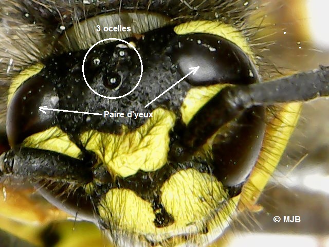 Guepe3ocelles